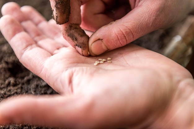 A close-up shot of a farmer's hands planting seeds in fertile soil, with new seedlings emerging. The image conveys growth, investment, and the tangible benefits of agricultural loans.