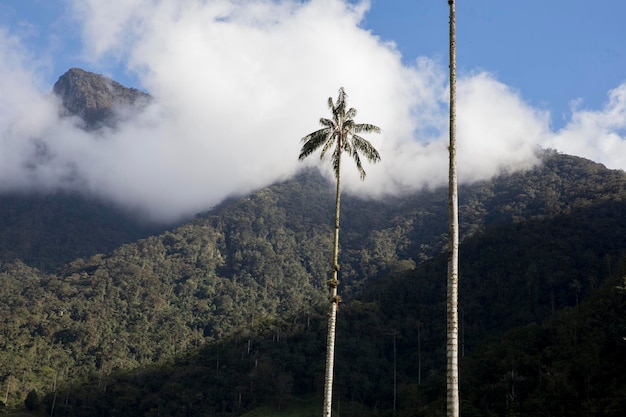 A panoramic view of the Cocora Valley in Salento, Colombia, showcasing the towering wax palm trees against a backdrop of lush green hills, symbolizing the unique natural landscapes that attract nature lovers.